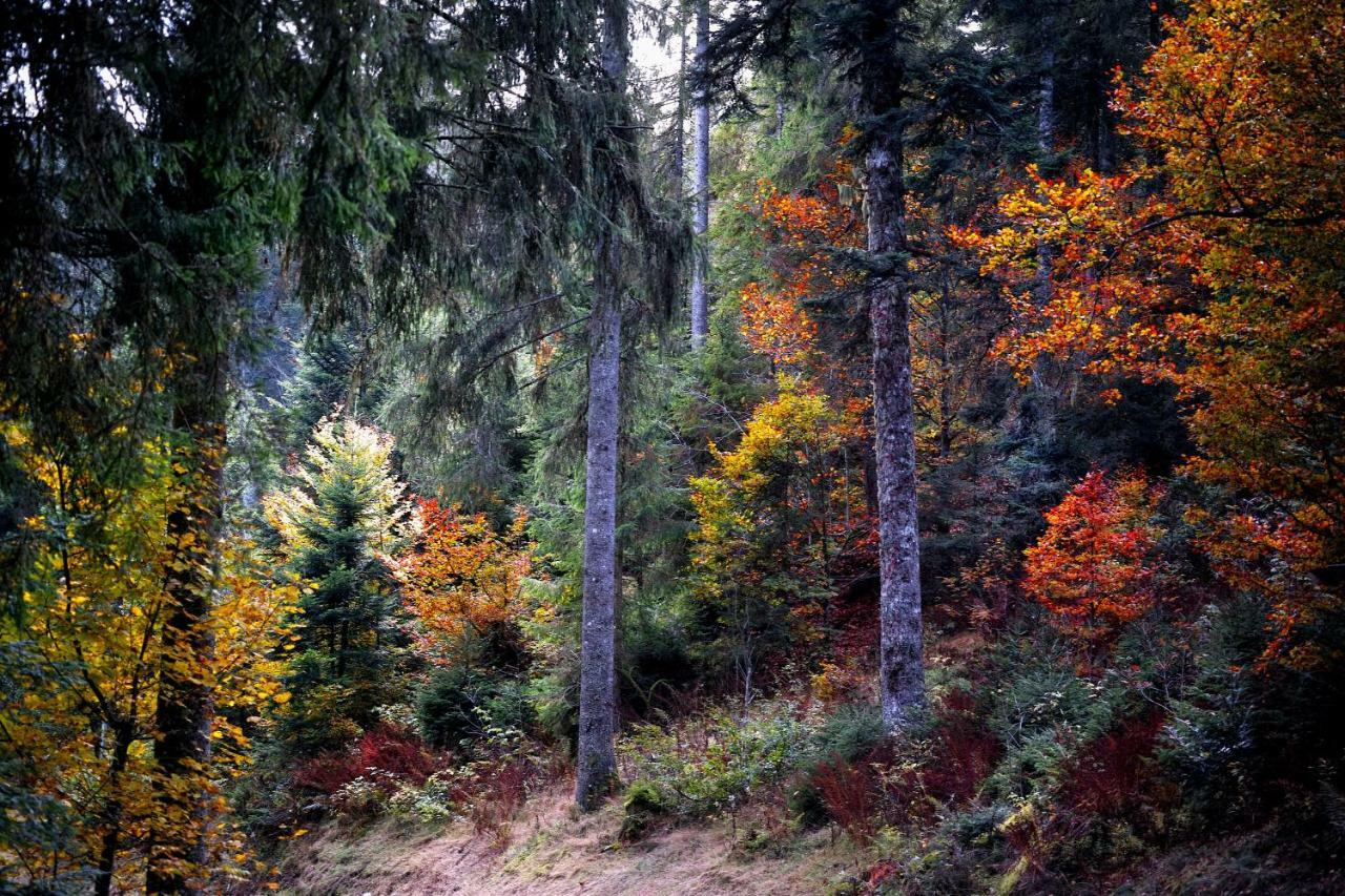 C3 Albmatte-Fewo Sauna, Hallenbad Aussenbecken Massagen Nebenan St. Blasien Buitenkant foto