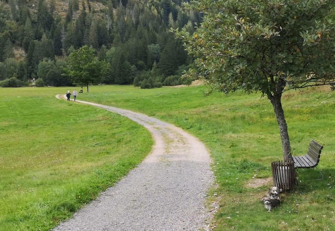 C3 Albmatte-Fewo Sauna, Hallenbad Aussenbecken Massagen Nebenan St. Blasien Buitenkant foto
